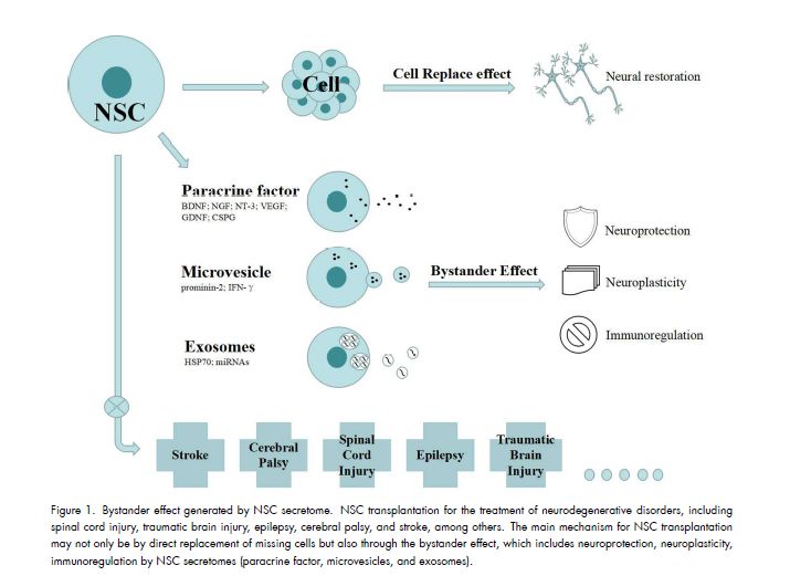 簡訊｜銀豐生物關于神經干細胞的SCI文章發表